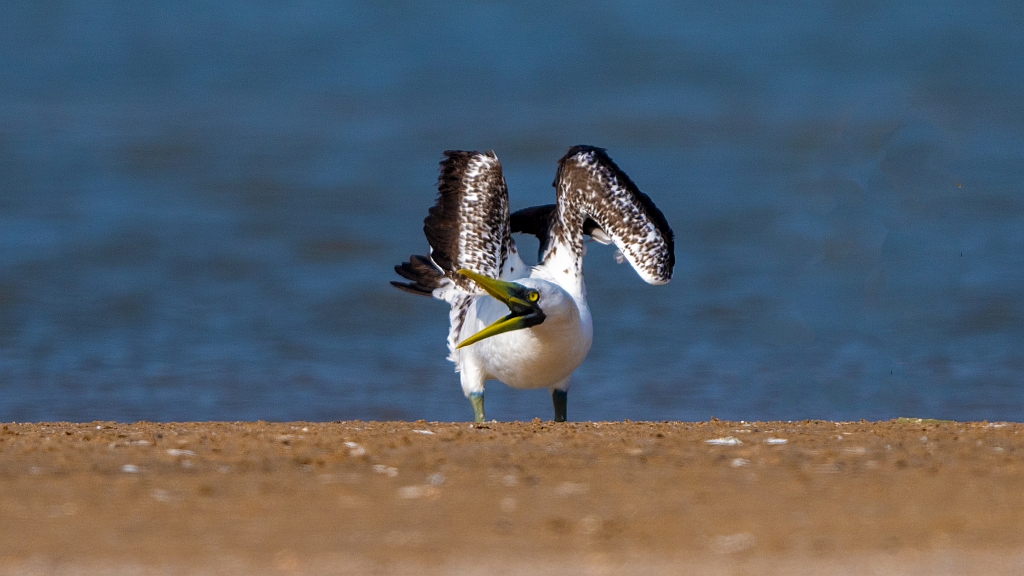Masked Booby 
